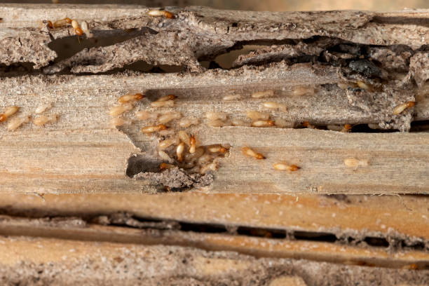 Best Pest Control Treatment  in Shattuck, OK